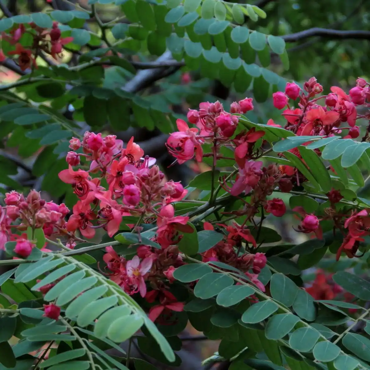 Изображение цветение