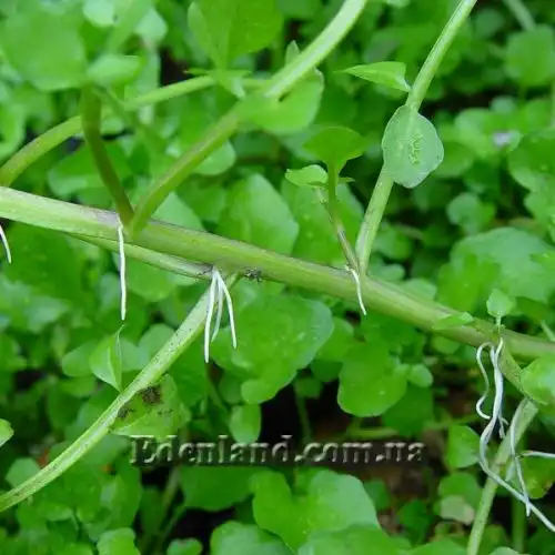 Изображение Настурция лекарственная - Nasturtium officinale