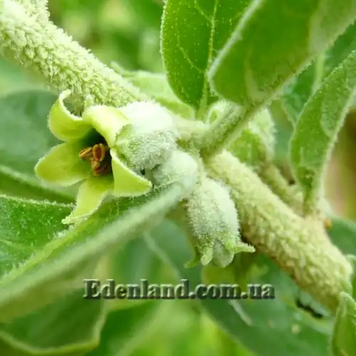 Зображення квітка