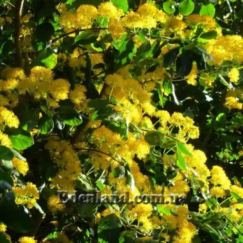 Зображення Азара зубчаста - Azara serrata 