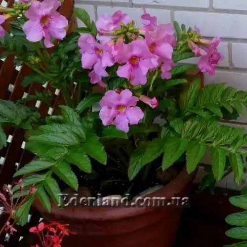 Зображення Інкарвілея Делавея - Incarvillea Delavayi