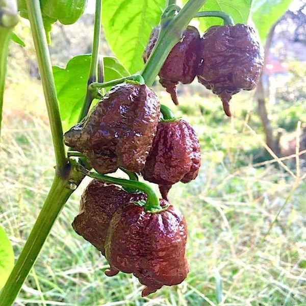 Зображення Перець Кароліна Ріпер шоколадний - Carolina Reaper Chocolate
