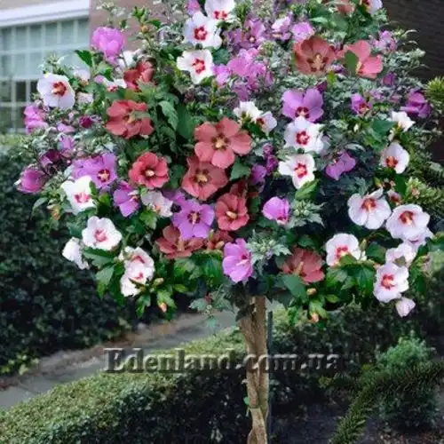 Изображение Гибискус сирийский (цвет - смесь) - Hibiscus syriacus