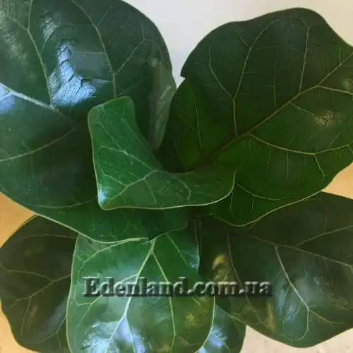 Изображение Фикус лировидный сорт Bambino - Ficus lyrata