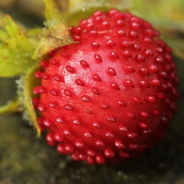 Изображение Лапчатка индийская  - Potentilla indica 