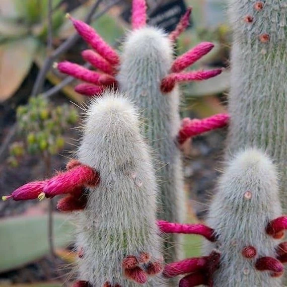 Зображення Клейстокактус Штрауса - Cleistocactus strausii 