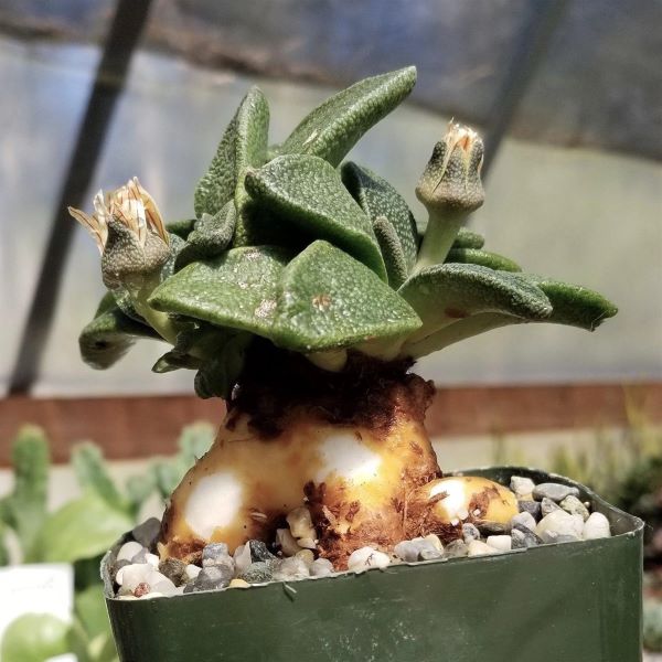 Зображення Алоїнопсис червонолінійний - Aloinopsis rubrolineata