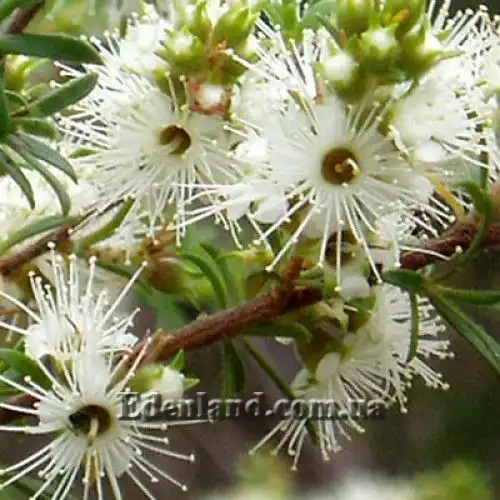 Изображение цветы