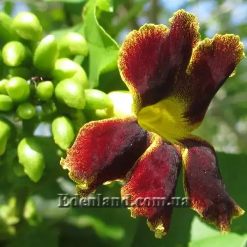 Изображение Маркамия занзибарская - Markhamia zanzibarica