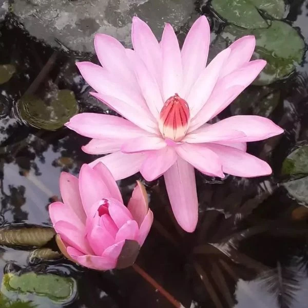 Зображення Німфея (Латаття) опушена рожева - Nymphaea pubescens 'Pink' 
