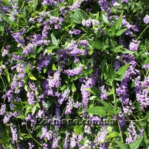 Изображение Гарденбергия Комптона - Hardenbergia comptoniana