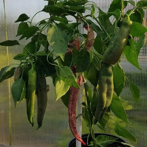 Зображення Перець Режа Македонський - Rezha Macedonian 