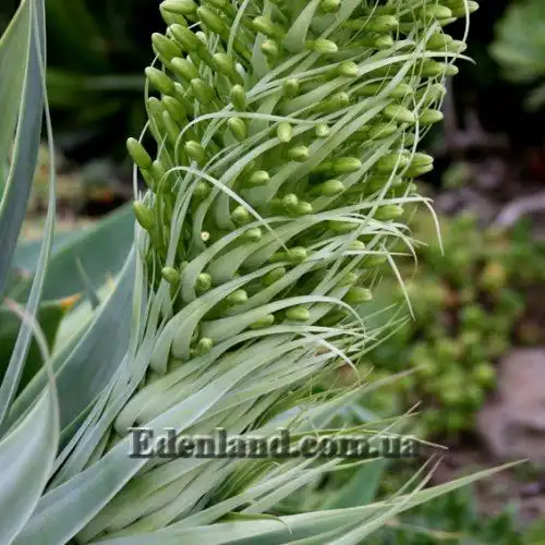 Изображение Агава оттянутая подвид оттянутая - Agave attenuata subsp. attenuate