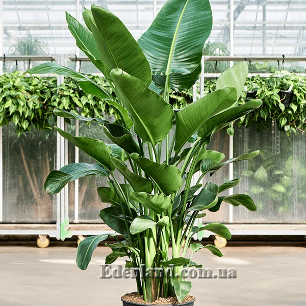 Изображение Стрелиция Николая  - Strelitzia nicolai 