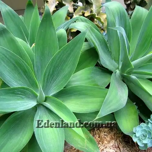 Изображение Агава оттянутая подвид оттянутая - Agave attenuata subsp. attenuate