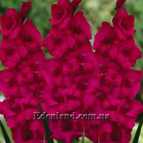 Зображення Plum Tart 