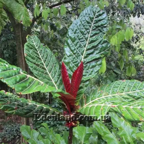 Изображение молодые листья