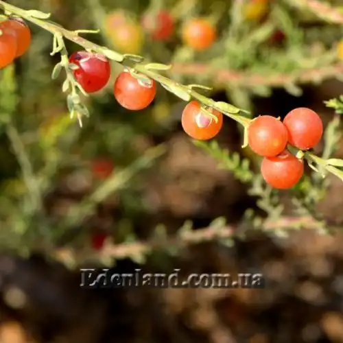 Изображение Муралтия колючая  - Muraltia spinosa
