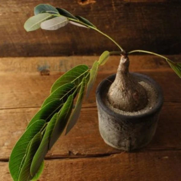 Зображення Філантус чудовий - Phyllanthus mirabilis 