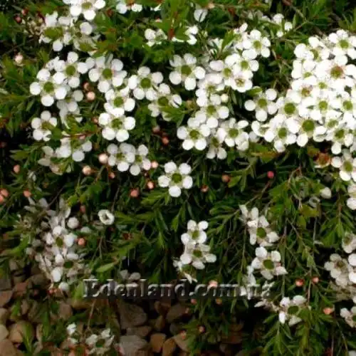 Изображение с белыми цветами