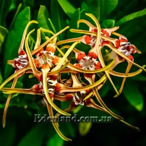 Изображение соцветие