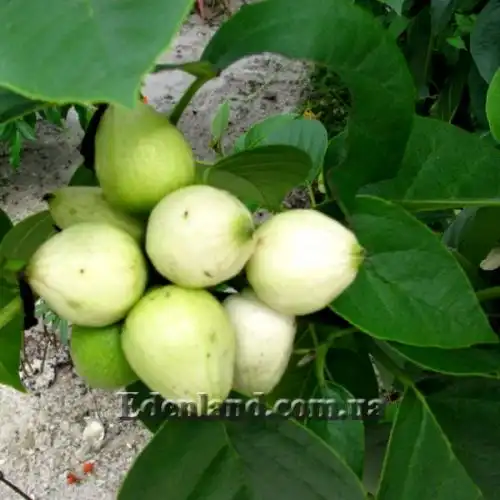 Зображення Кордія Себестена - Cordia sebestena