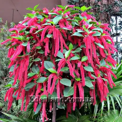 Акалифа щетинистая - Acalypha hispida