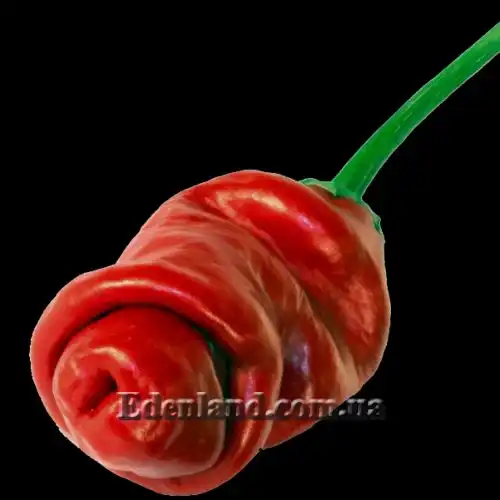 Изображение Перец Петер красный - Peter Pepper Red