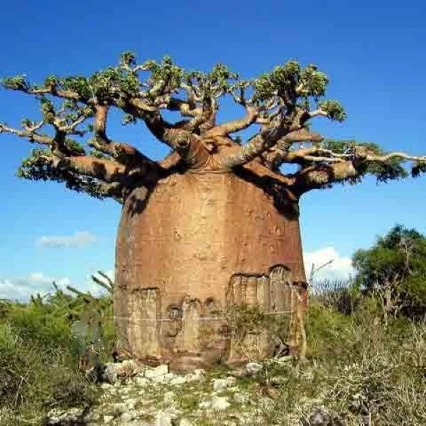 Адансонія фані - Adansonia fony