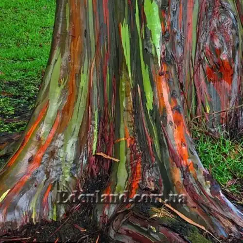 Изображение Эвкалипт радужный - Eucalyptus deglupta