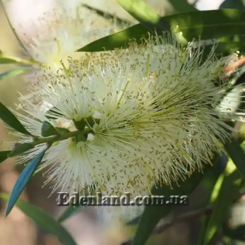 Изображение Мелалеука Лофанта - Melaleuca lophantha