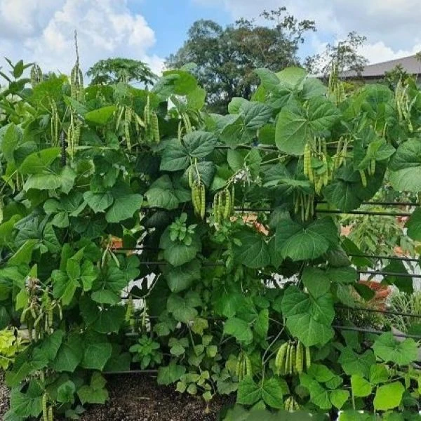 Изображение Пахиризус вырезной   - Pachyrhizus erosus 