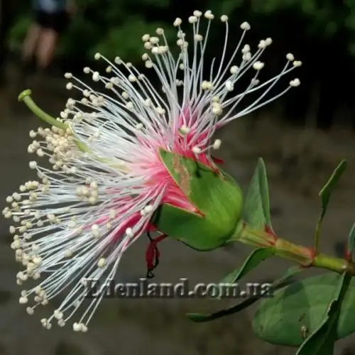 Изображение Соннератия сырная - Sonneratia caseolaris 