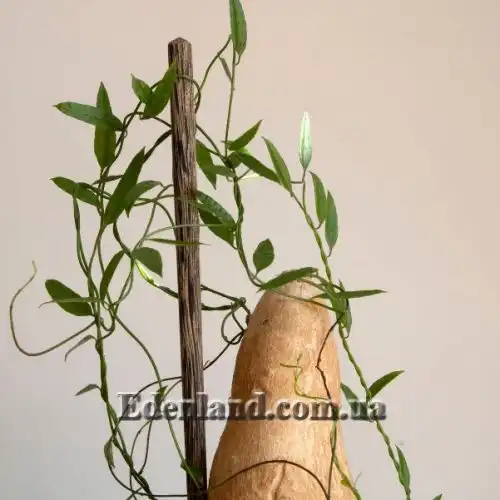 Изображение Цифия льнянковидная - Cyphia linarioides