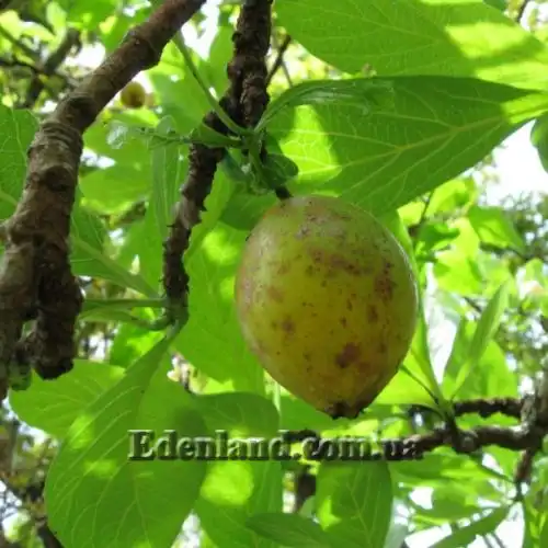 Зображення Тамілнадія болотна - Tamilnadia uliginosa