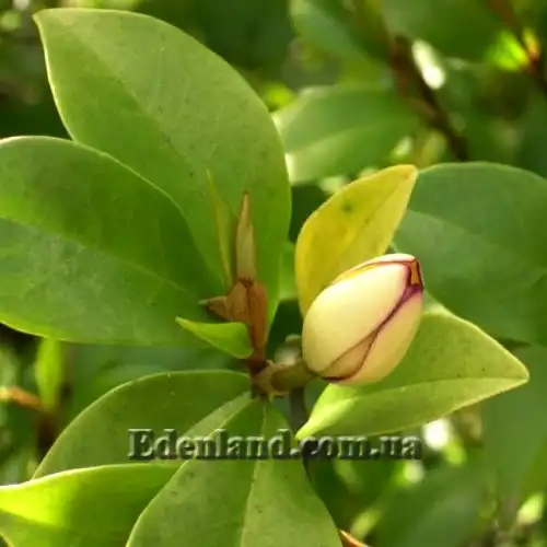 Изображение Михелия фиго - Michelia figo