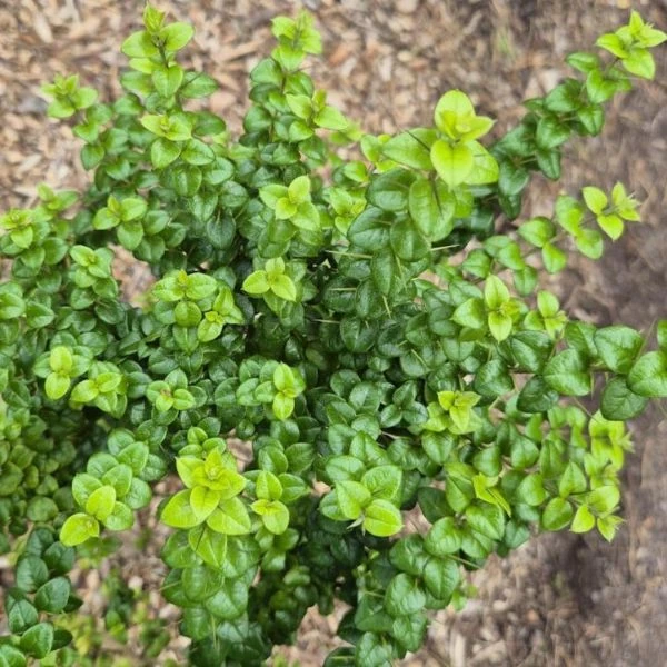 Изображение Рафитамнус колючий - Rhaphithamnus spinosus 