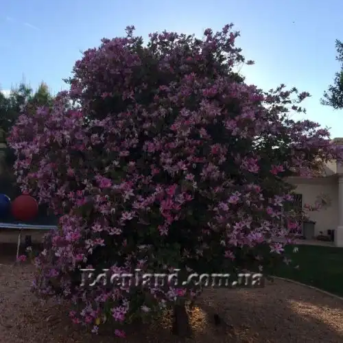 Изображение Баухиния пестрая - Bauhinia variegata
