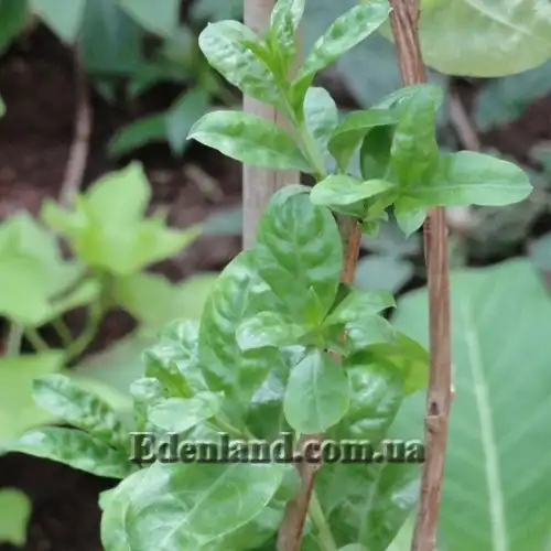 Зображення молодые побеги