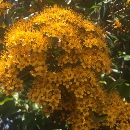 Изображение Талеропия Квинслендская  - Thaleropia queenslandica