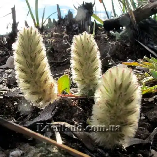 Изображение Птилотус лапатчатый - Ptilotus spathulata