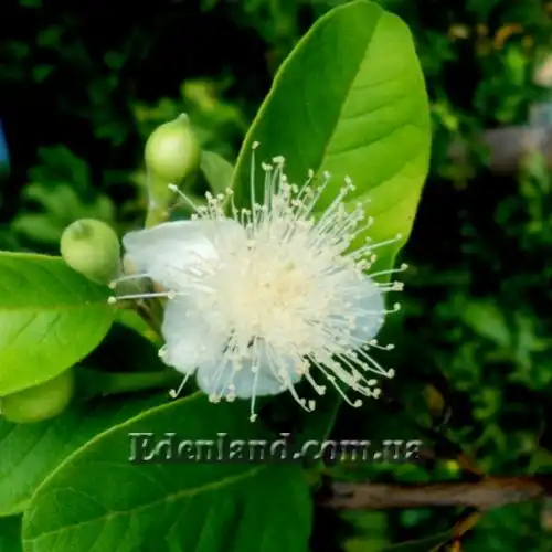 Изображение Псидиум Гуайава  - Psidium guajava 