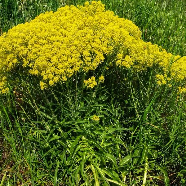 Изображение цветущие кусты