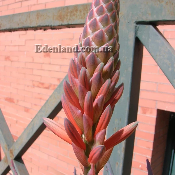 Зображення початок квітіння