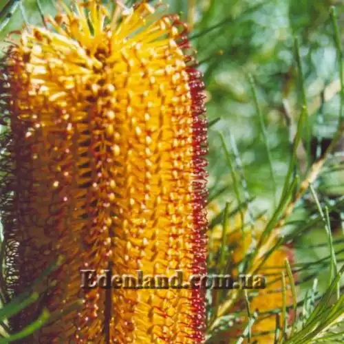 Изображение Банксия колючая - Banksia spinulosa