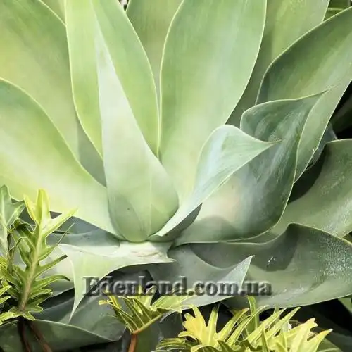 Изображение Агава Гуиенгола - Agave guiengola