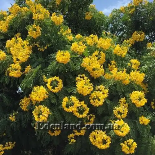 Касія тонколиста - Cassia leptophylla 