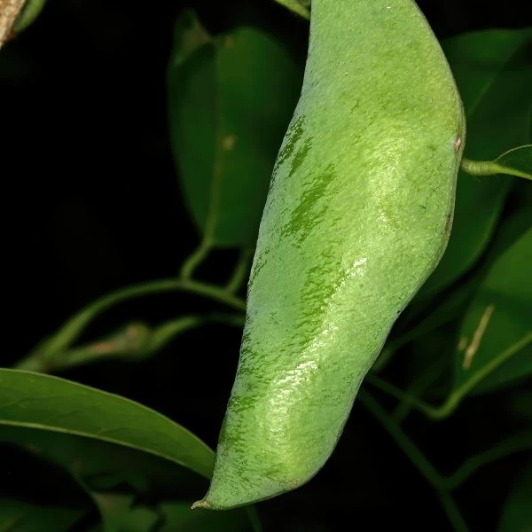 Изображение Крейбия Циммермана   - Craibia zimmermannii