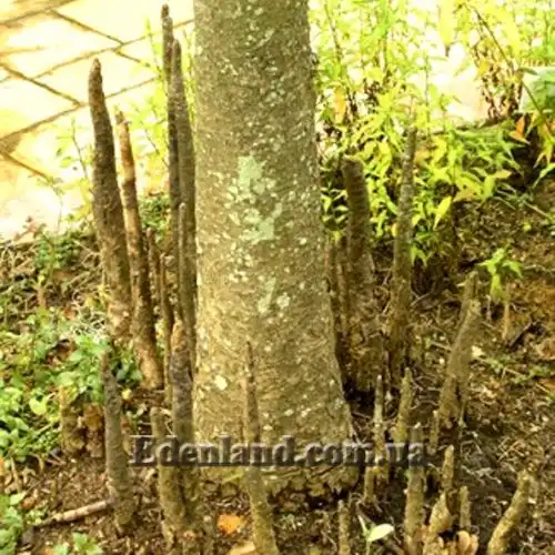 Изображение Соннератия сырная - Sonneratia caseolaris 