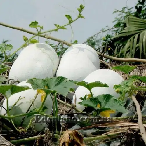 Изображение Бенинказа щетинистая  - Benincasa hispida